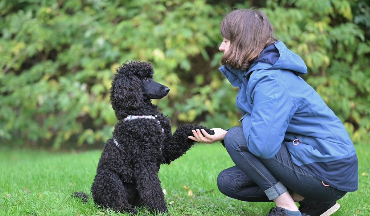 Les propriétaires de chien ont un cœur en meilleure santé