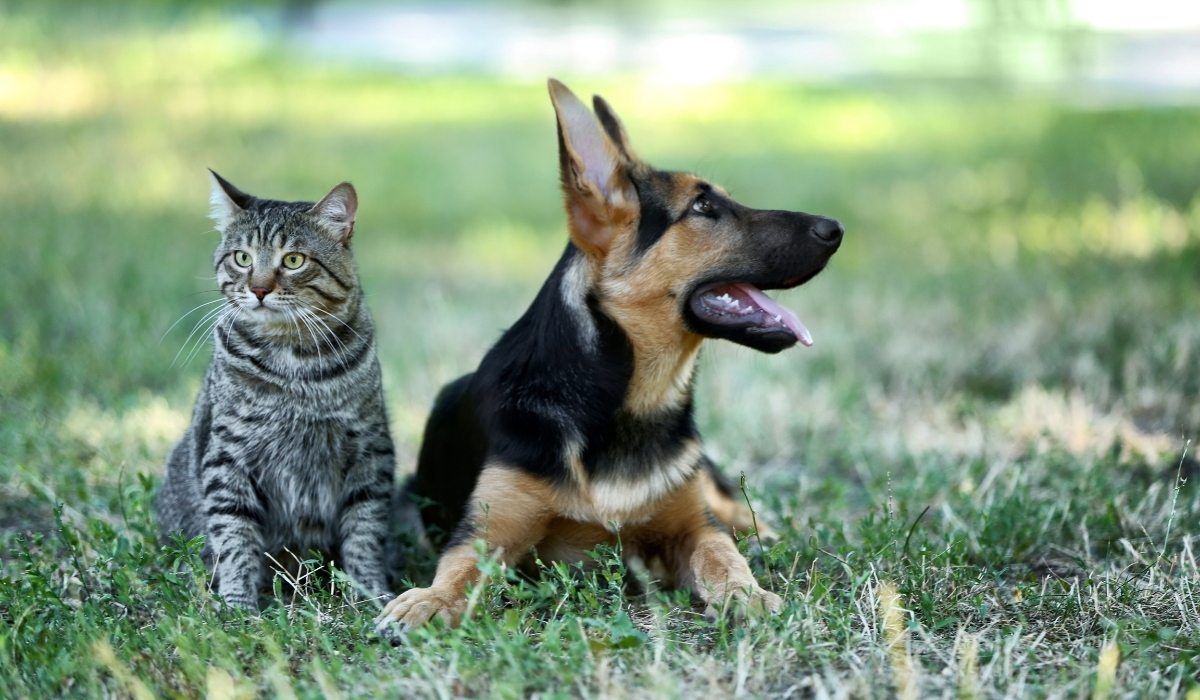 Chien et chat