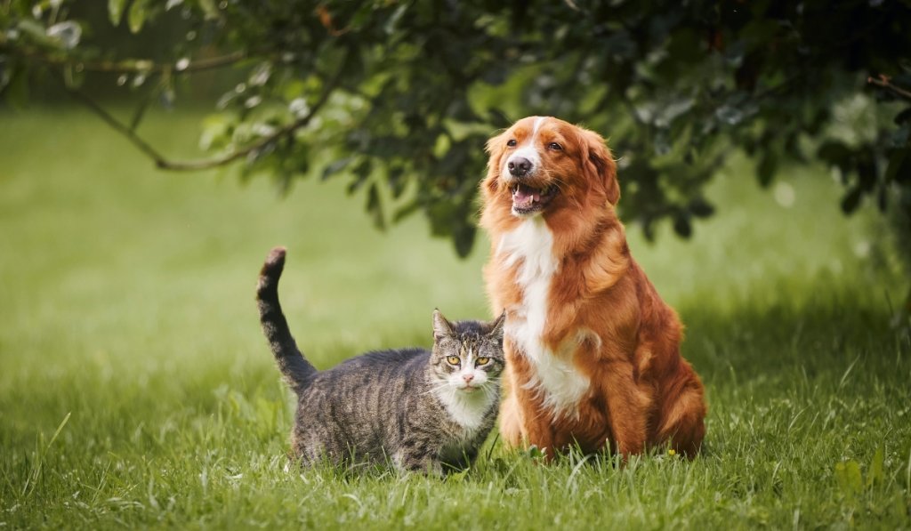 Chat voyage
