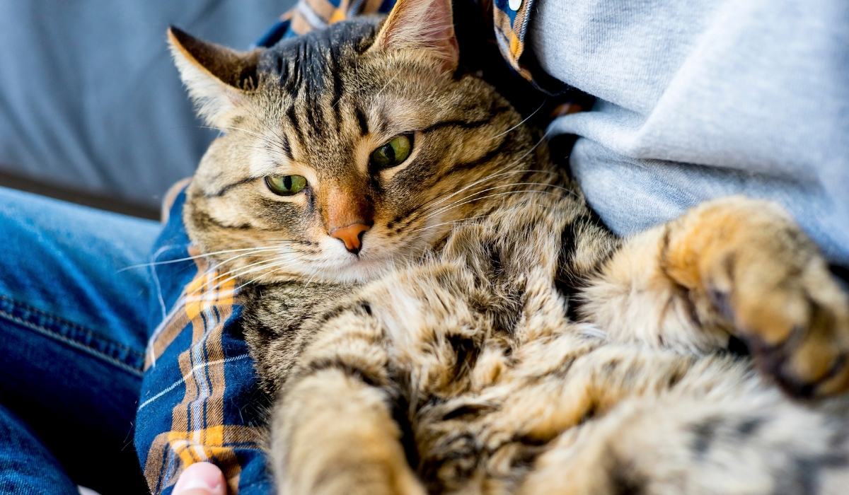 voyager avec son chat