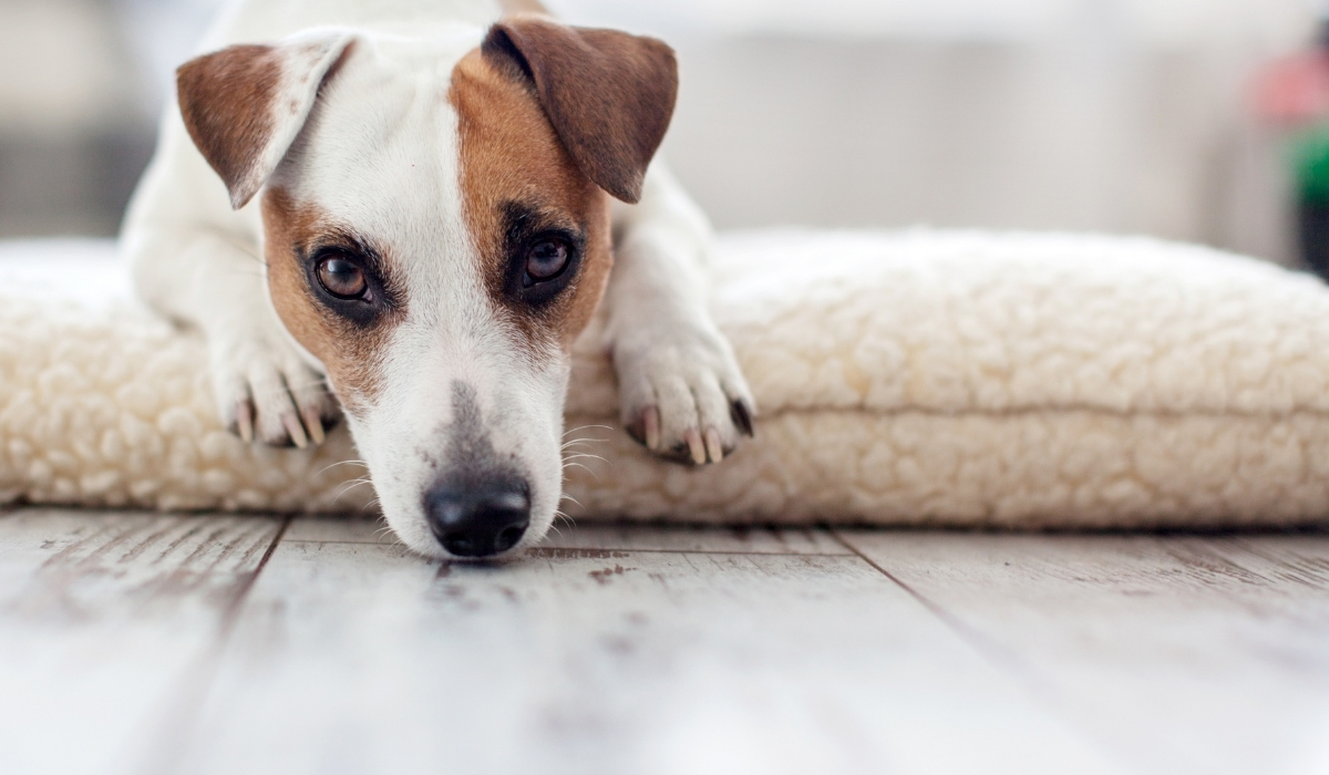 chien triste