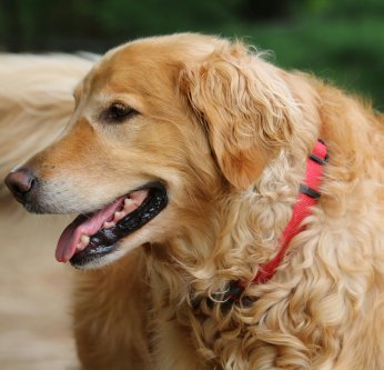 Comment soulager votre chien âgé ?