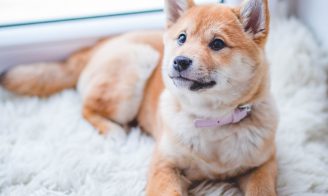 Accueillir un chiot à la maison