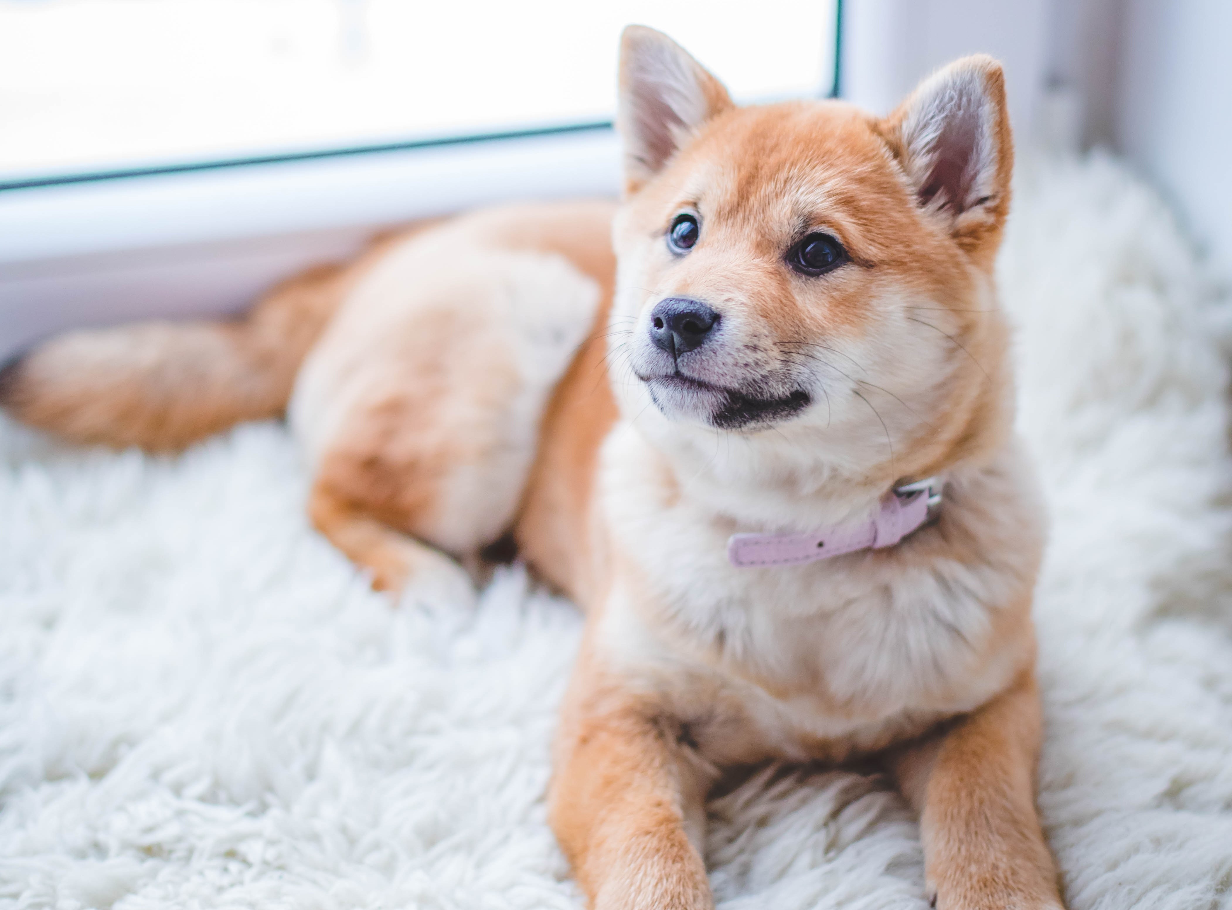 Accueillir un chiot à la maison