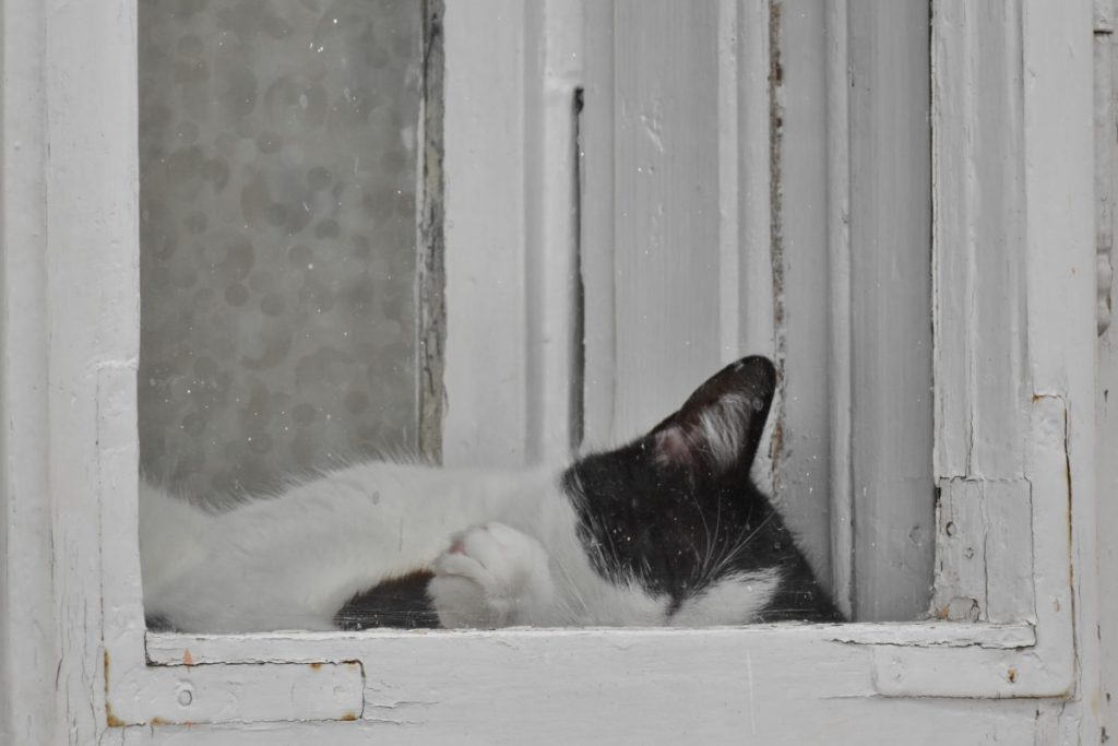 Mon Chat A Une Entorse Que Faire Animaux Sante Mon Chat A Une Entorse Que Faire Animaux Sante