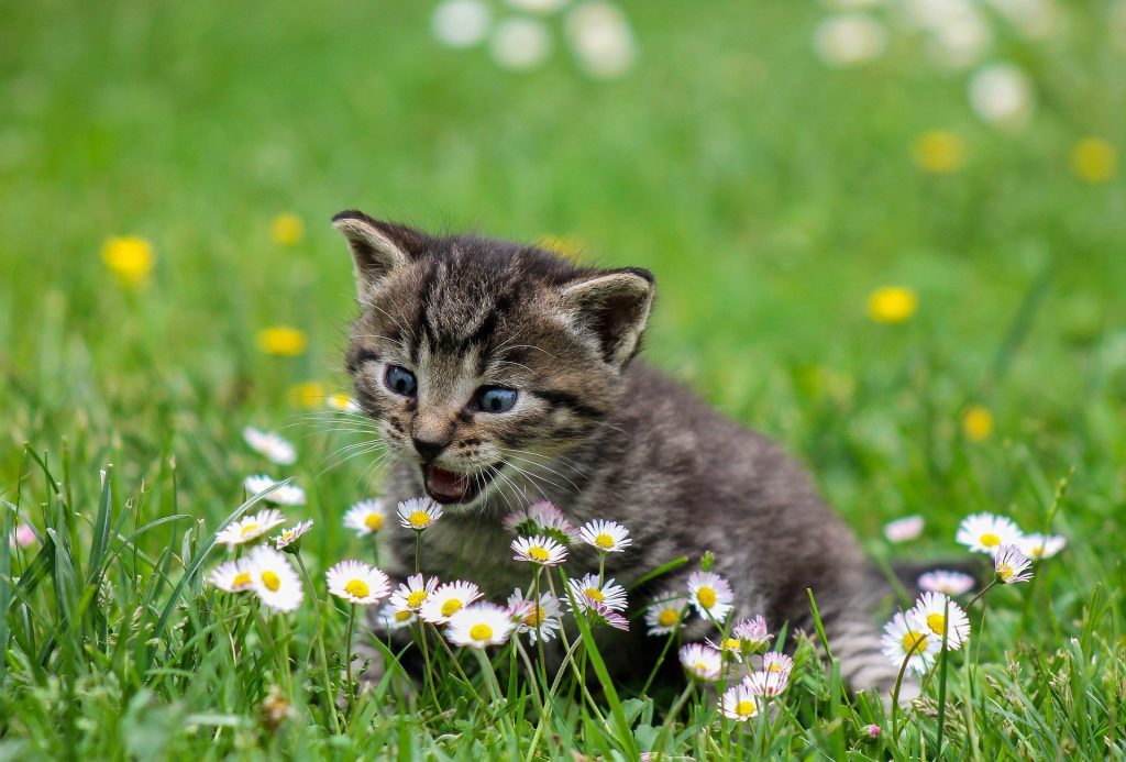 Les vers chez le chat, comment savoir si votre chat a des vers ? Animaux Santé