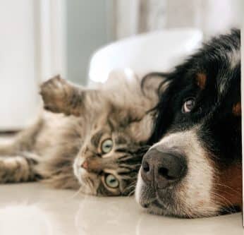 Bien surveiller la santé de votre animal