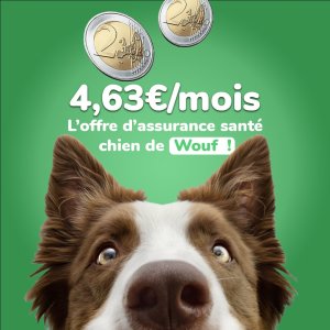 assurance chien