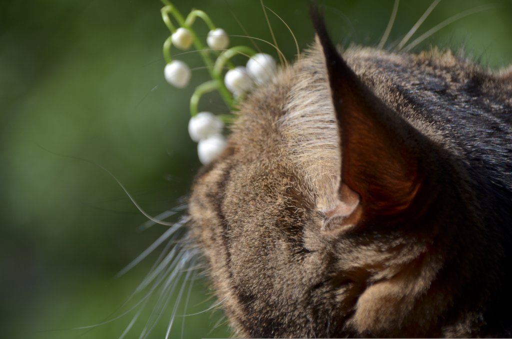chat et muguet
