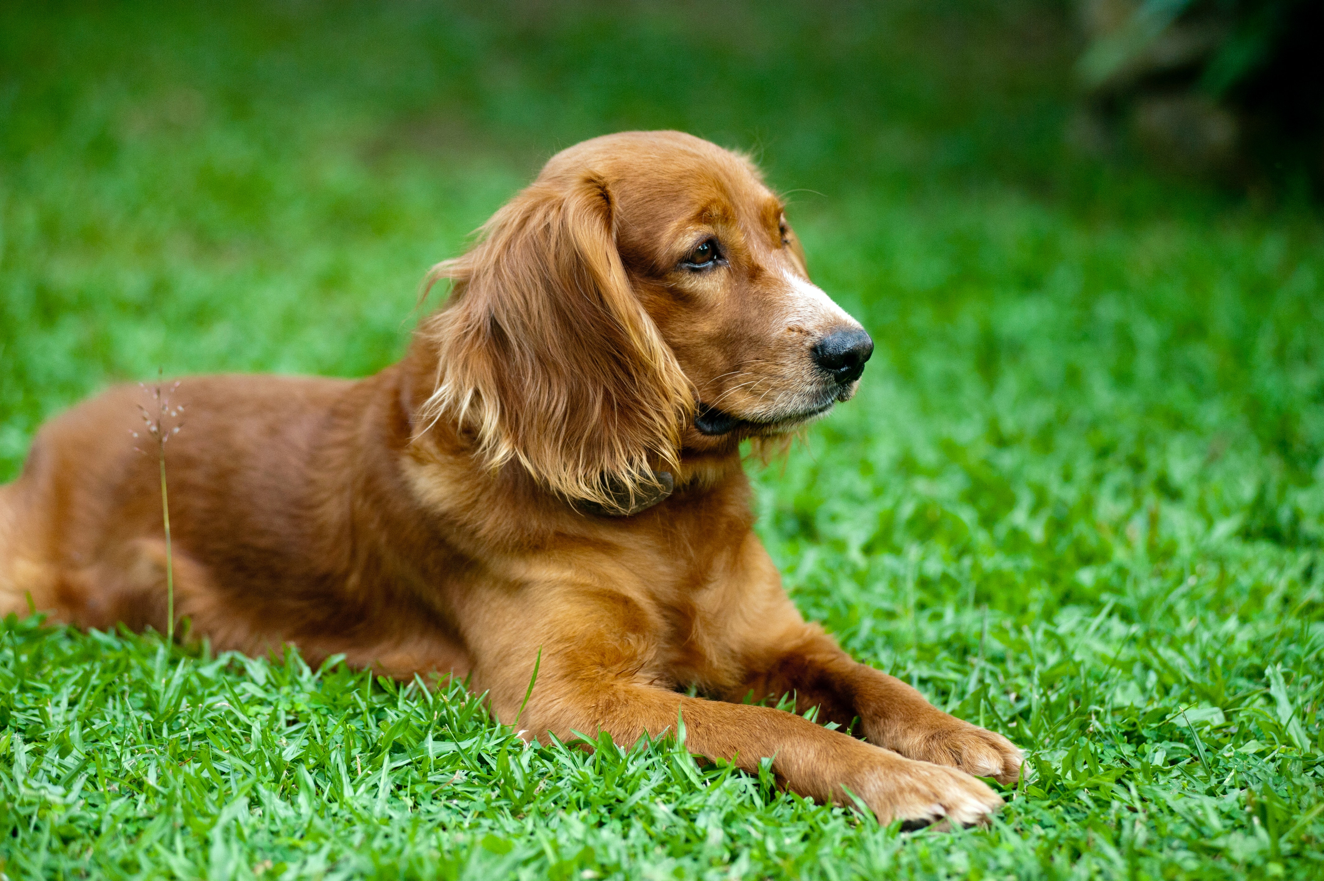 Protéger son chien ou son chat contre les puces et les tiques