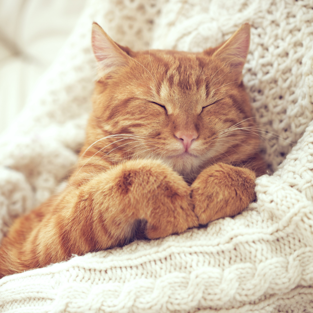 Le Sommeil Chez Le Chat Pourquoi Dort Il Autant Animaux Sante