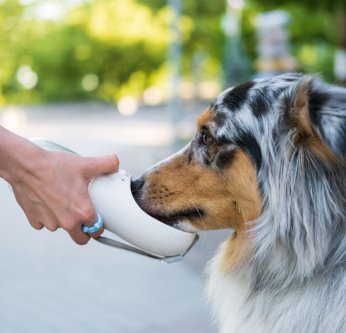 Quelle eau donner à un chien ou un chat ?