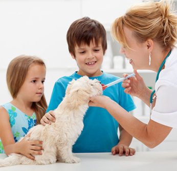 Les questions qu'un vétérinaire doit poser