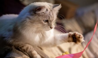 Faire de l'exercice a son chat