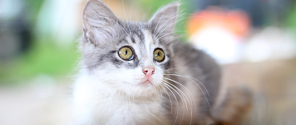 Les 5 Aliments Qui Peuvent Tuer Un Chat Animaux Sante