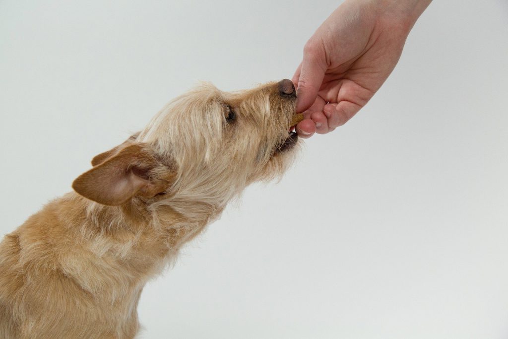 Biscuits pour chien