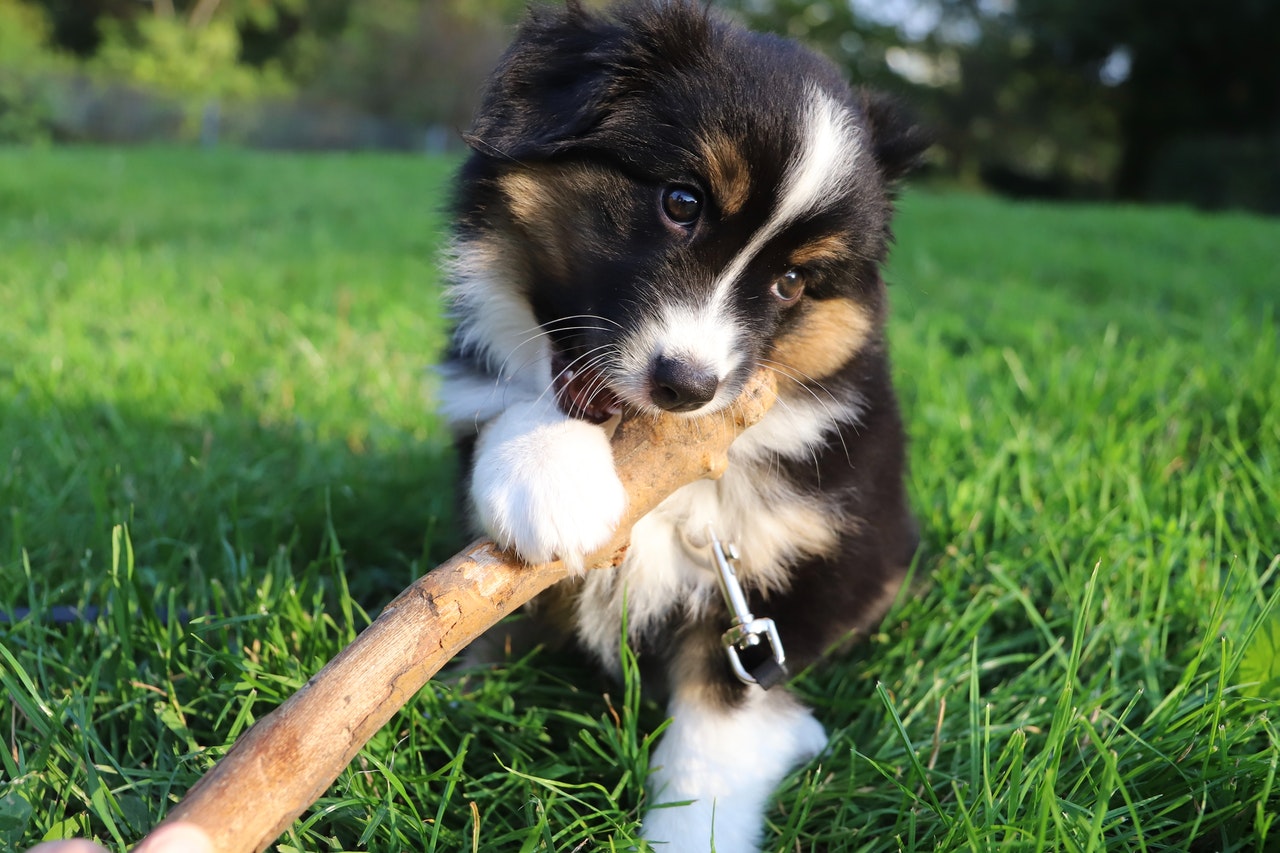 Petit Berger australien joueur