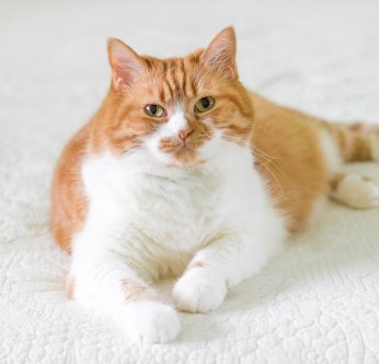 Comment vaincre l'obésité du chat