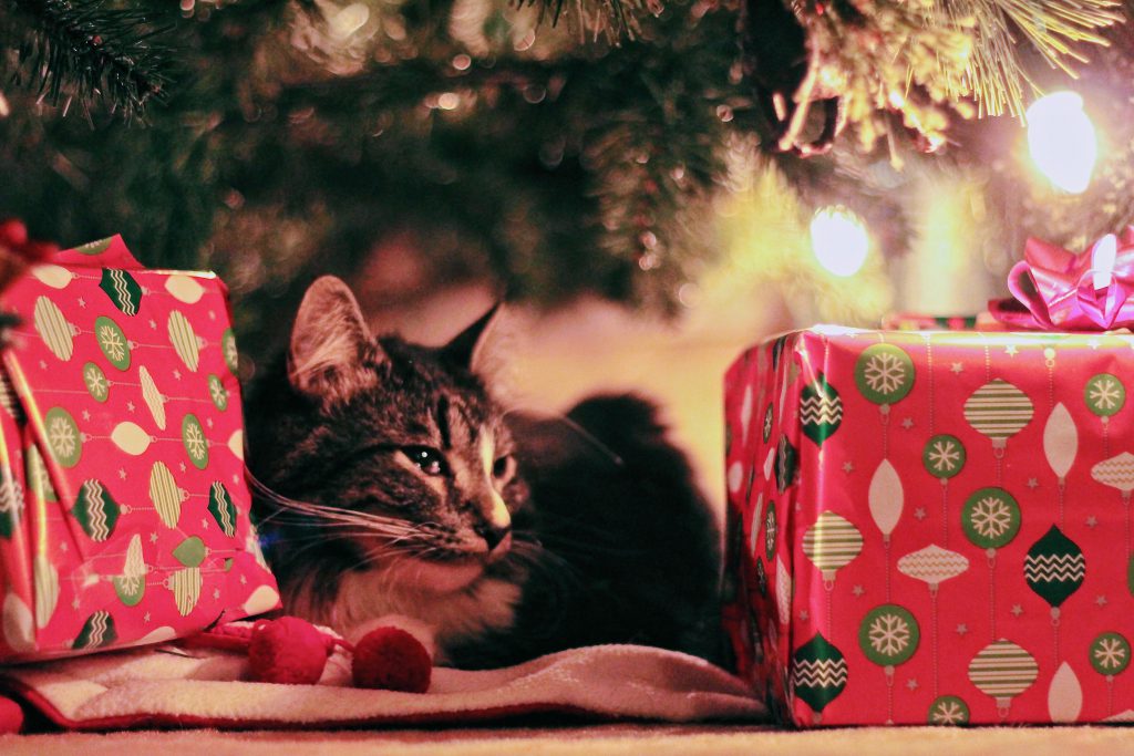 Top 5 Des Cadeaux De Noel Pour Vos Animaux Animaux Sante Top 5 Des Cadeaux De Noel Pour Vos Animaux Animaux Sante