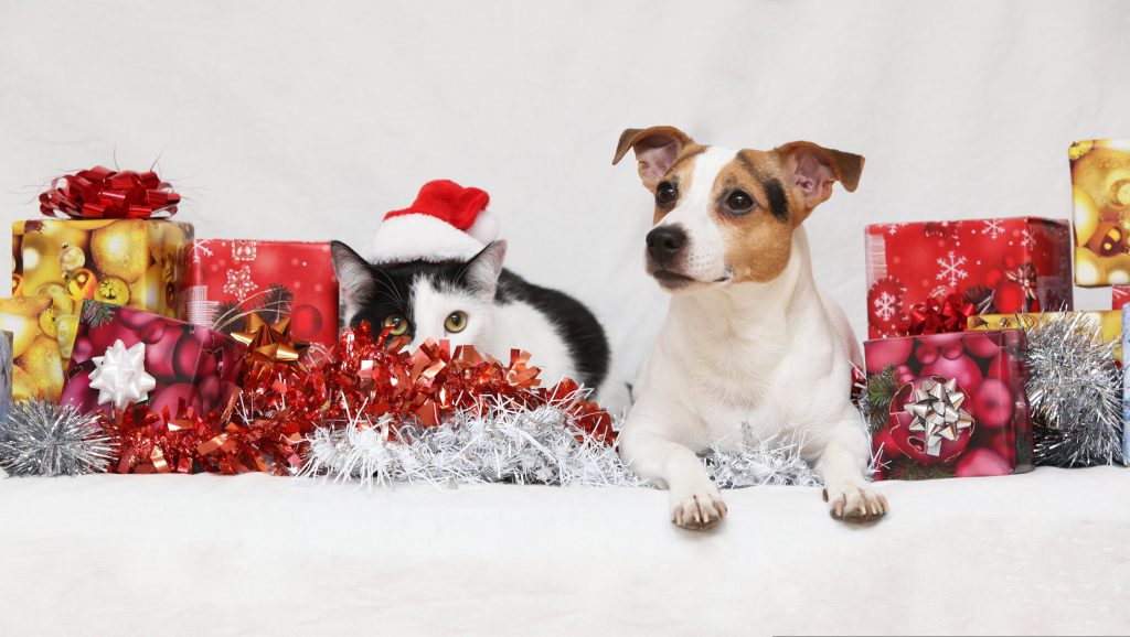 LES DANGERS DE NOEL CHIEN ET CHAT