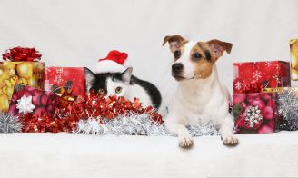 Les dangers de Noël pour votre chien et votre chat