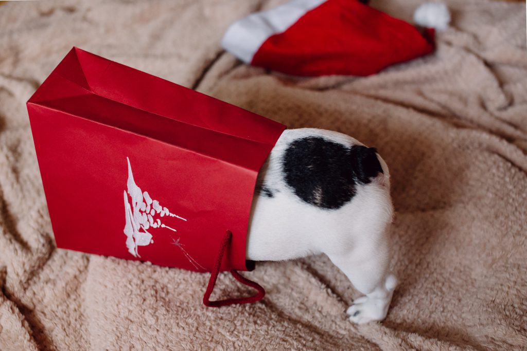 Cadeau pour chat : comment gâter votre boule de poils ?