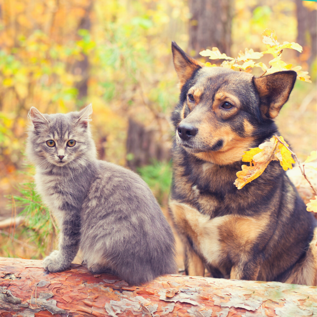 Réparer les poils maltraités et abîmés de votre animal – Petuxe