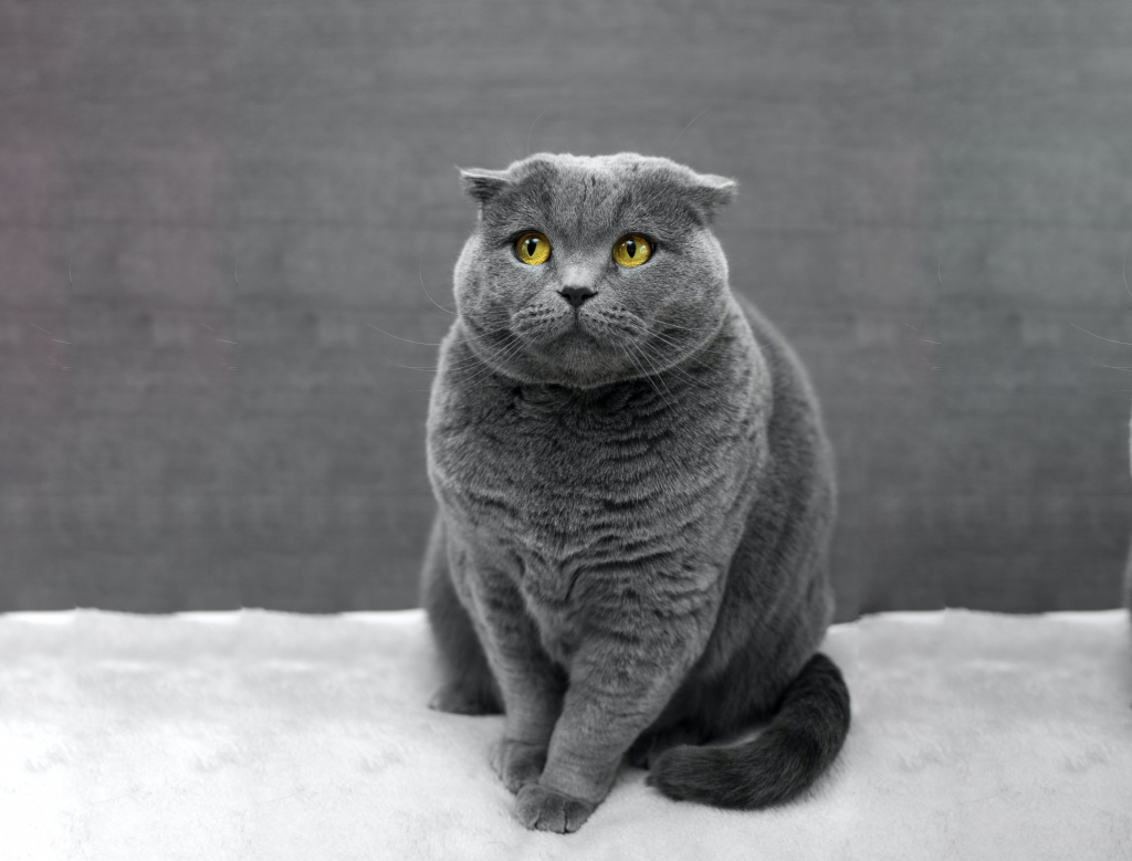 insuffisance rénale