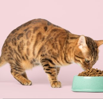 Comment nourrir son chat ?