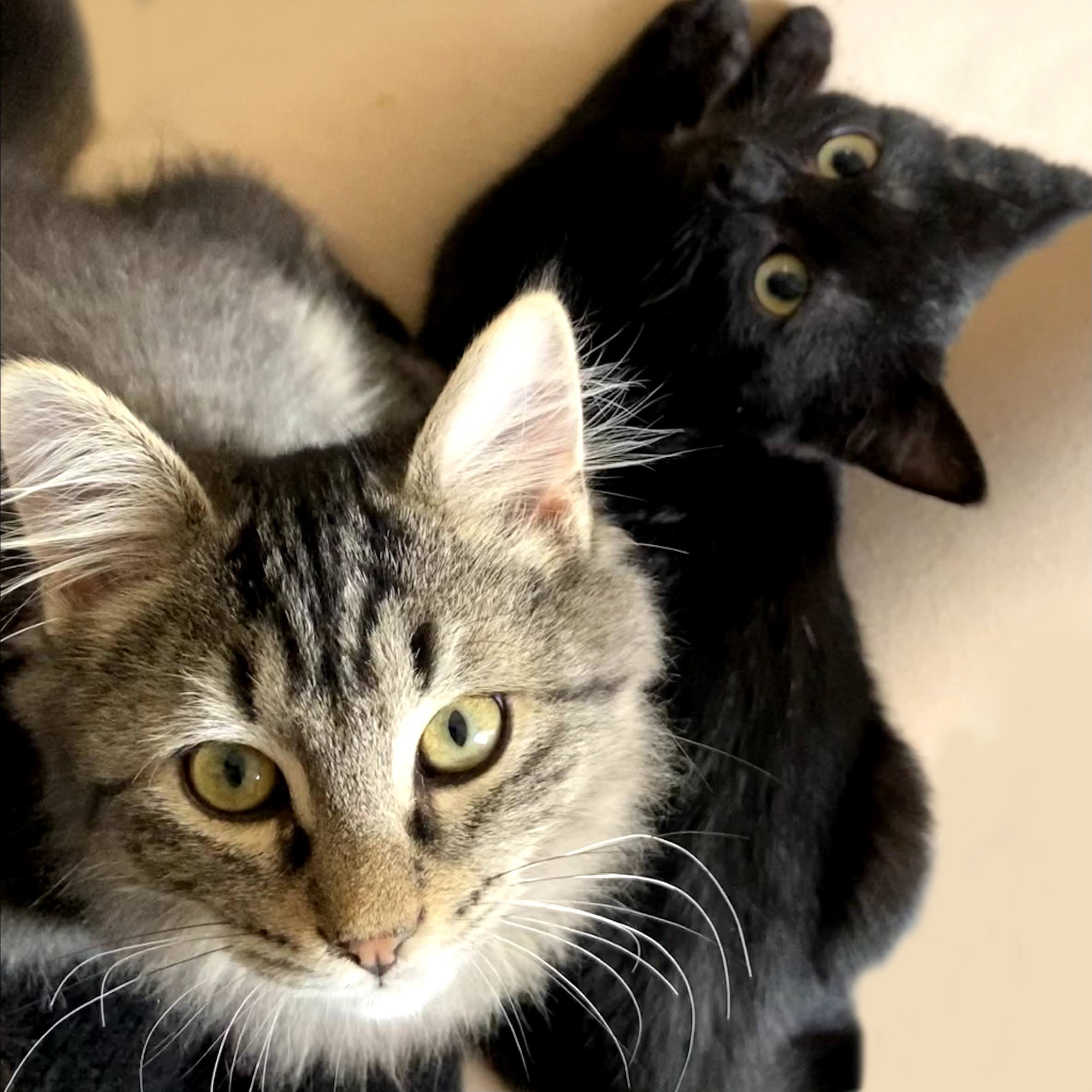 Quelle Race De Chat Choisir Animaux Sante Quelle Race De Chat Choisir Animaux Sante