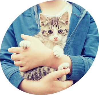 L Hypothermie Chez Le Chat Symptomes Animaux Sante L Hypothermie Chez Le Chat Symptomes Animaux Sante