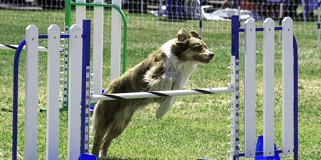 AGILITY ASSURANCE CHIEN