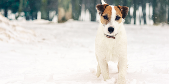 arthrose chez le chien