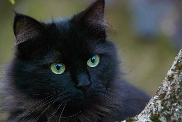 chats noirs-abandonnes