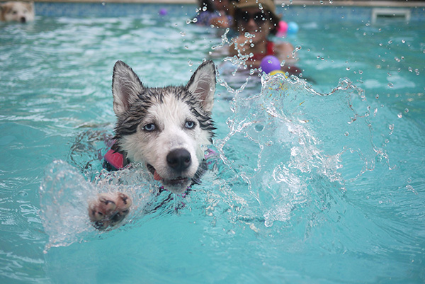 le chiens et les piscines