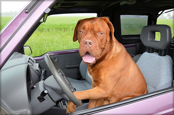 comment transporter son chien en voiture