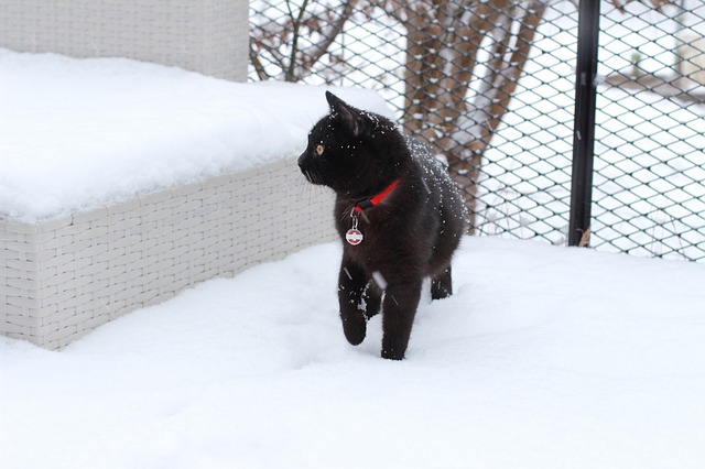 Les chats et la neige