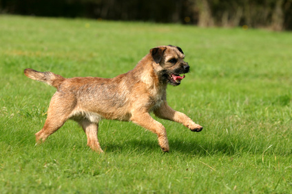 race chien border terrier