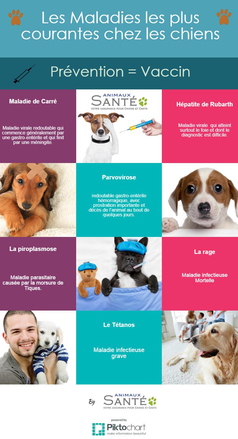 infographie-maladies-courantes-chiens