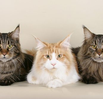 Race de chat Maine Coon
