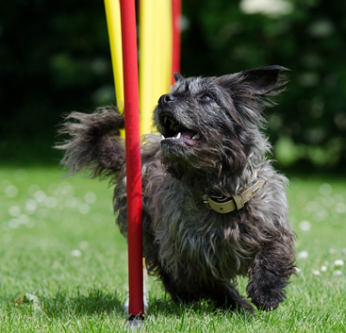 sports canins