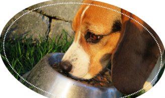 Aliments dangereux Chiens