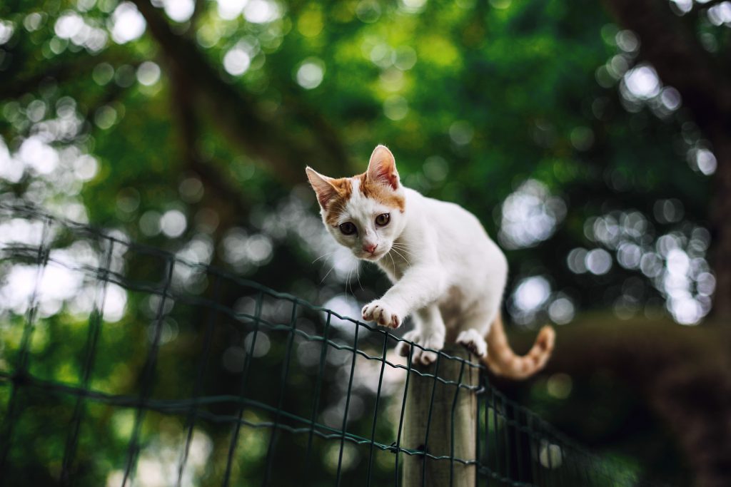 Une Urgence Veterinaire Frequente Le Chat Parachutiste Animaux Sante Une Urgence Veterinaire Frequente Le Chat Parachutiste Animaux Sante