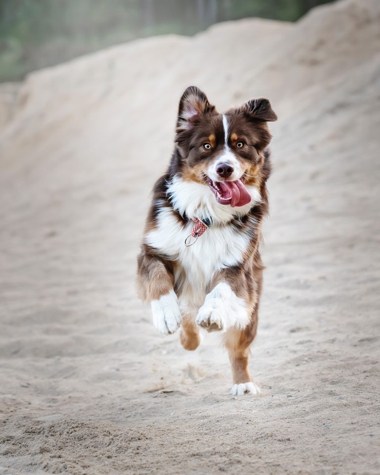 LA LUXATION DE LA ROTULE CHEZ LE CHIEN Animaux Santé
