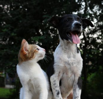 Le vaccin, comment ça fonctionne ?