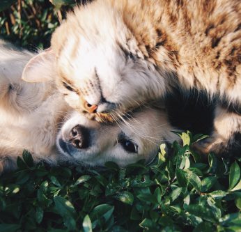Hormones chez les chiens et chats