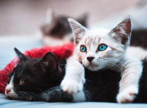 Le Coryza Chez Le Chat Animaux Sante