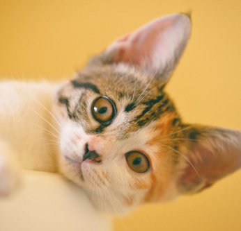 Quels compléments alimentaires sont utiles pour la santé animale ?