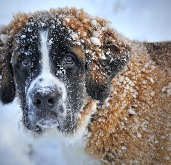 chien froid hiver
