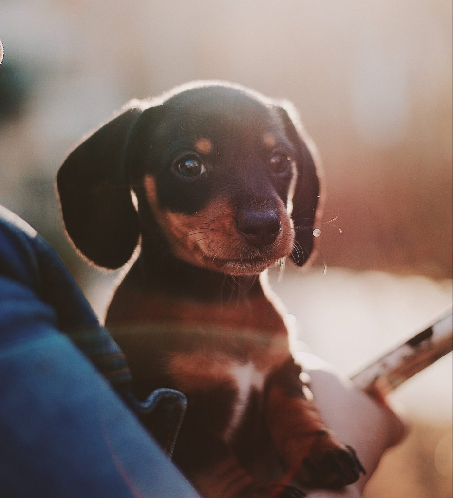 Idées de noms de chiens en R pour l’année 2020